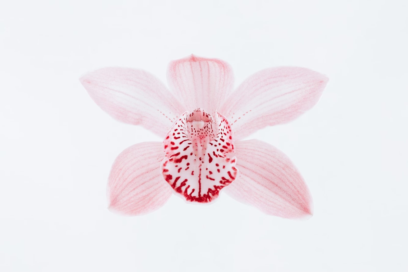 Top What Flowers That Go Well With Orchids