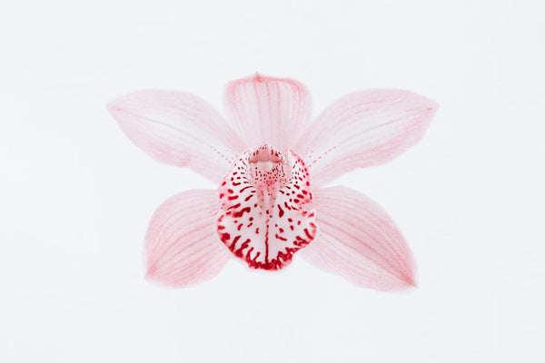 Top What Flowers That Go Well With Orchids