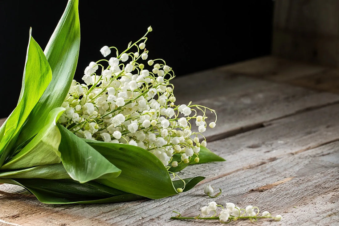 Types Of Lily Of The Valley For Gardens And Bouquets