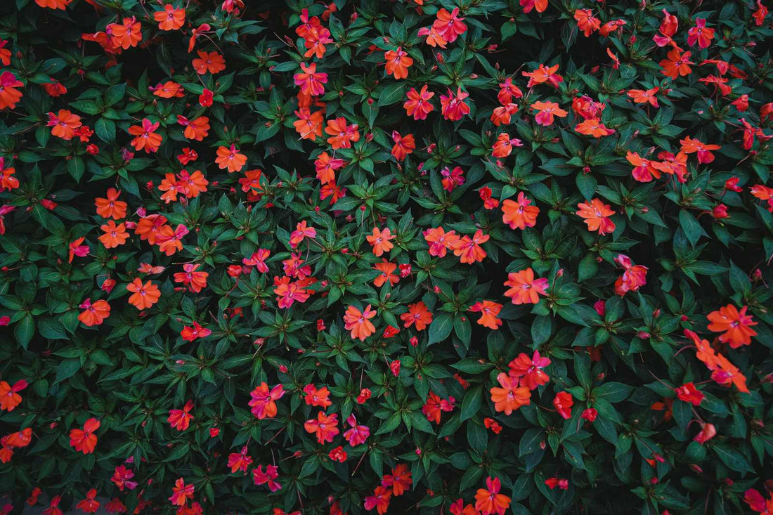 Types of Red Flowers: 12 Stunning Varieties for Every Occasion