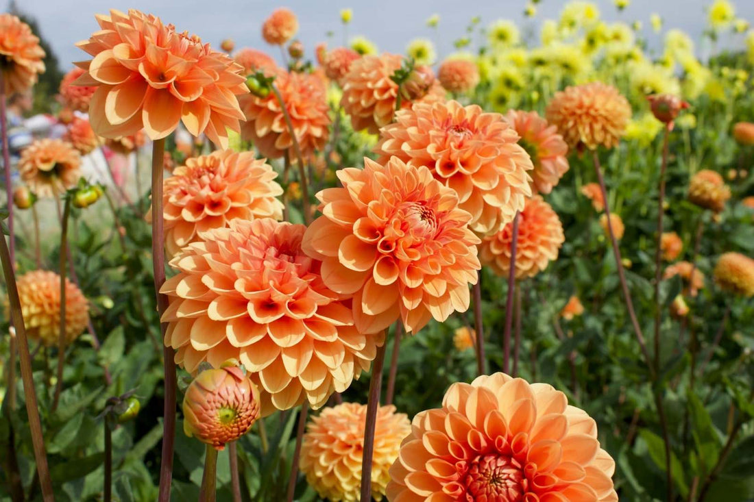 Understanding Dahlia Flower’s Meaning And Symbolism