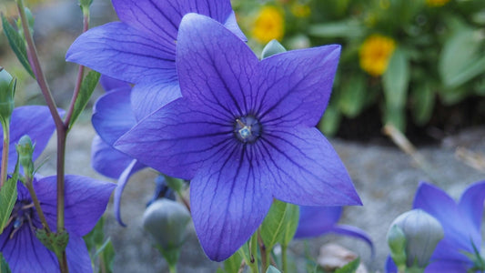 Understanding The 2 Different Types of Iris Flowers