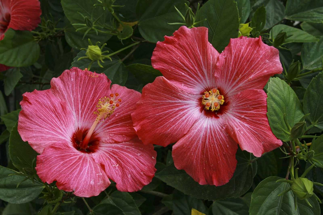 Understanding The Hibiscus Flower: Meaning, History, And Culture