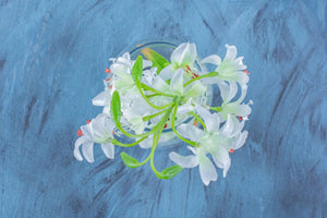 Understanding The Oxypetalum: A Guide To Its Meaning And Symbolism