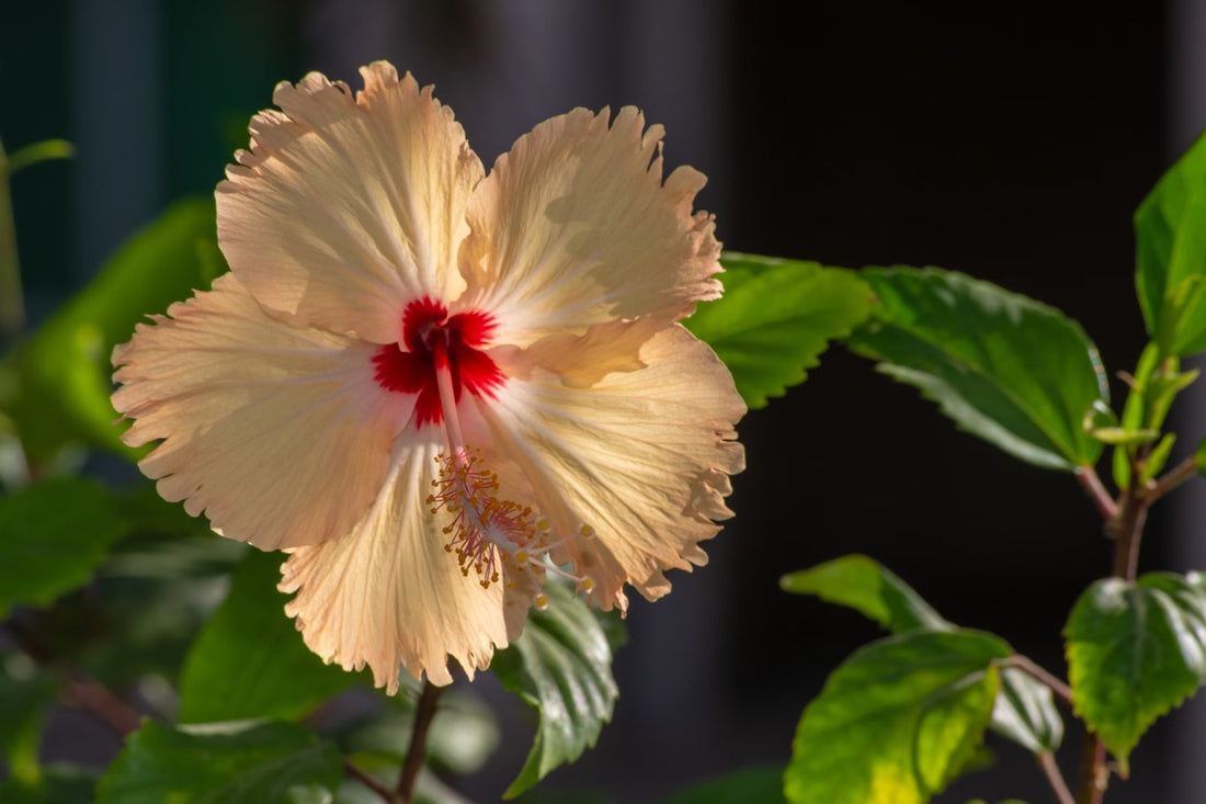 Understanding When Hibiscus Flowers Season