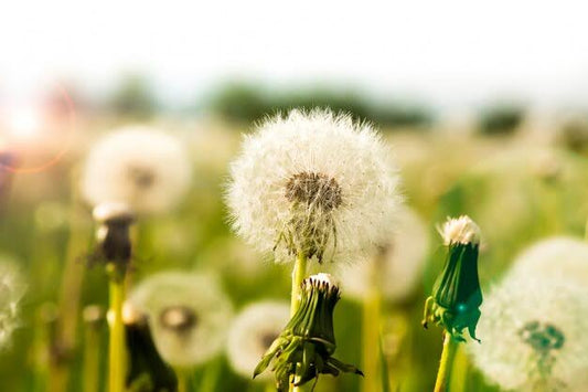 What Flowers Are Edible