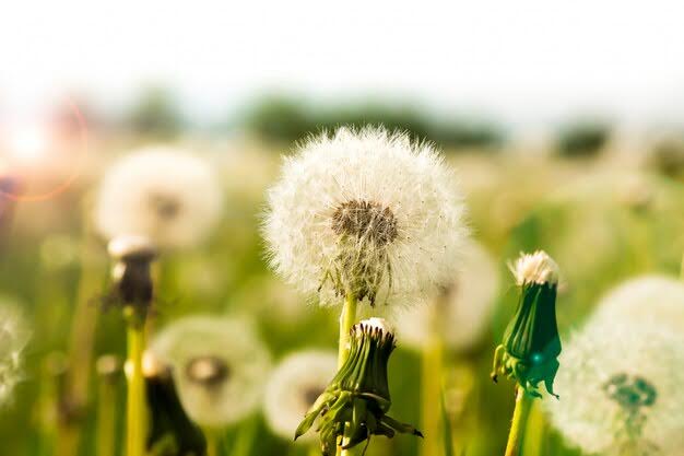 What Flowers Are Edible