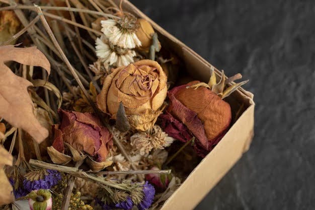 What Is Preserved Flower? Long-Lasting Alternative To Fresh Blooms