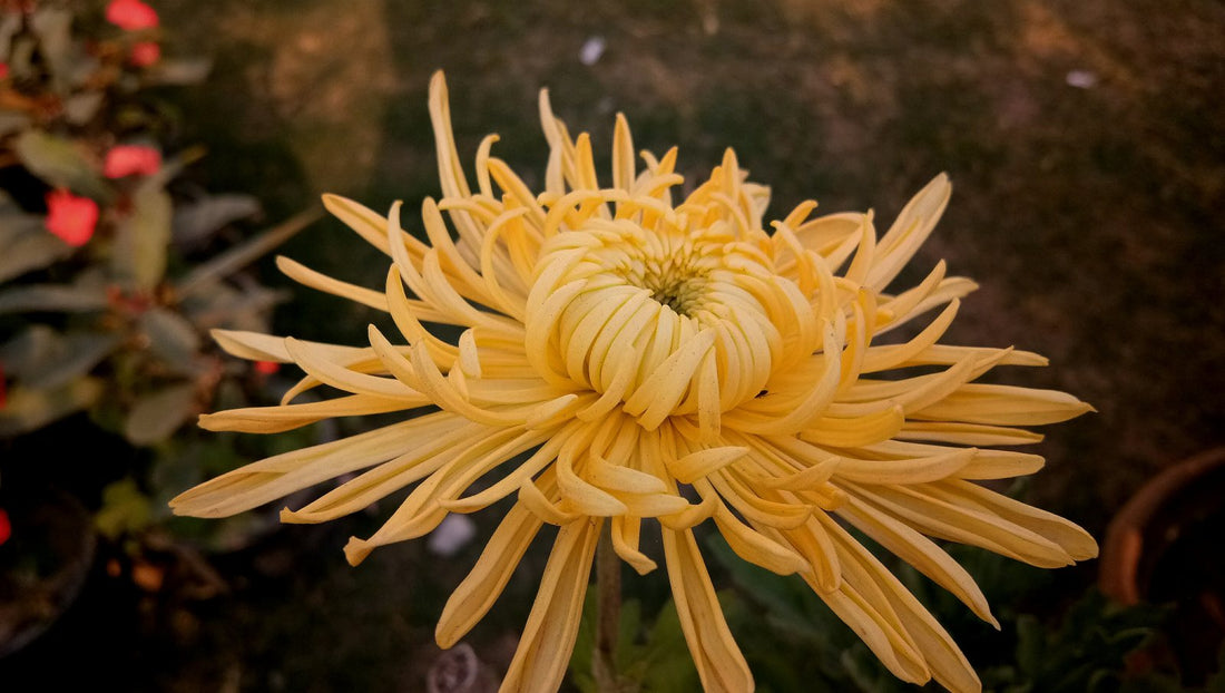 What Is The Meaning Of Chrysanthemum? Here's What It Represents