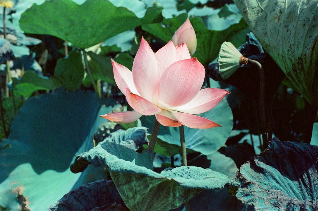 What Season Do Lotus Flowers Bloom? 
