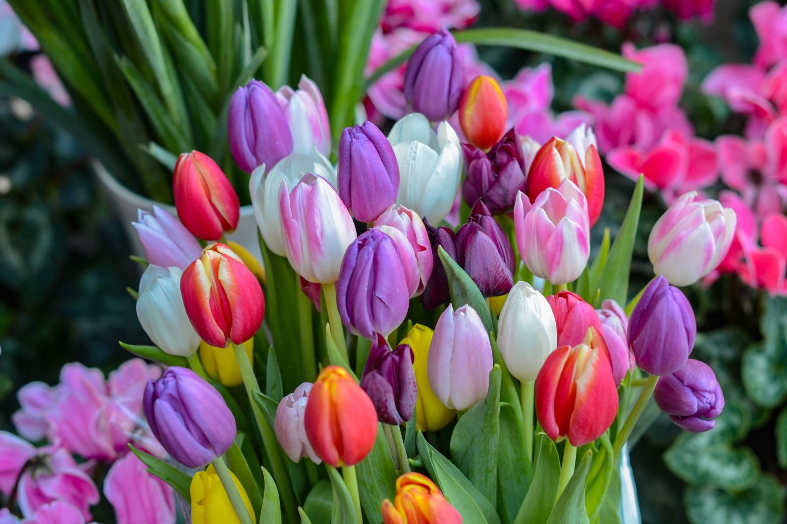 When Do Tulips Bloom? Discover the Season for Tulips
