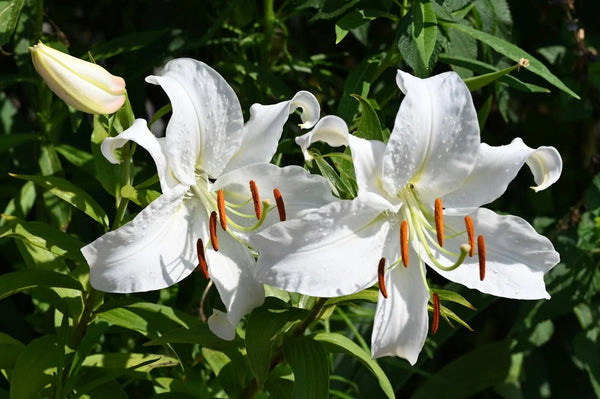 白色百合花的含义、象征和精神意义