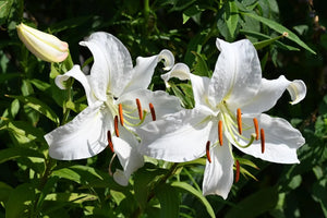 White Lily Meaning: Symbolism And Spiritual Significance