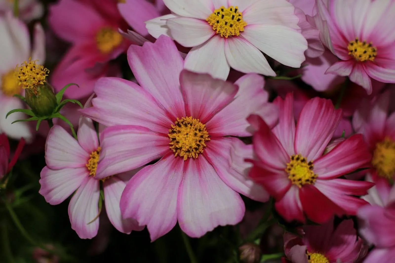 Why Is The Cosmos Flower Special? Unveiling Its Hidden Charm