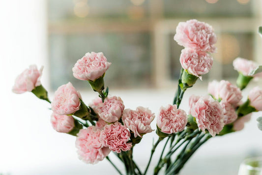 Meaning Of Carnation Flowers