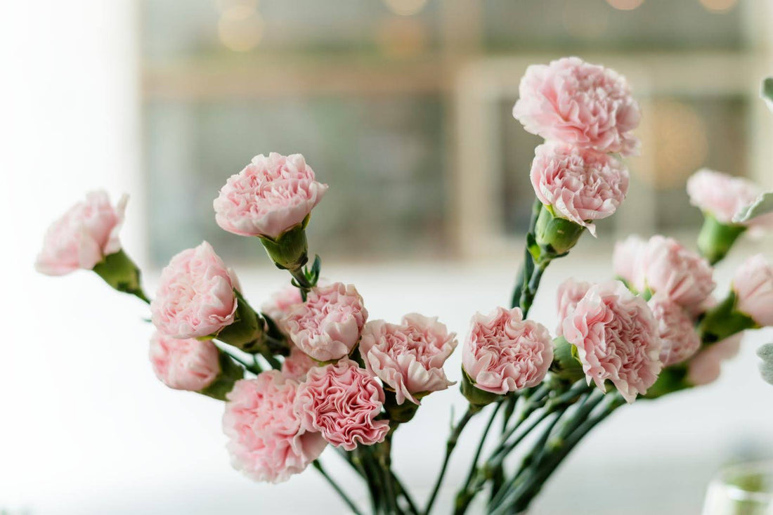 Meaning Of Carnation Flowers