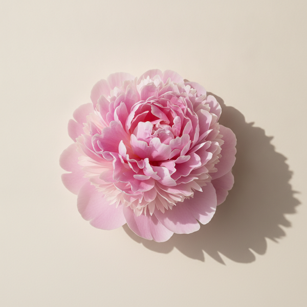 Peony Meaning and Symbolism: Romance, Prosperity, and More
