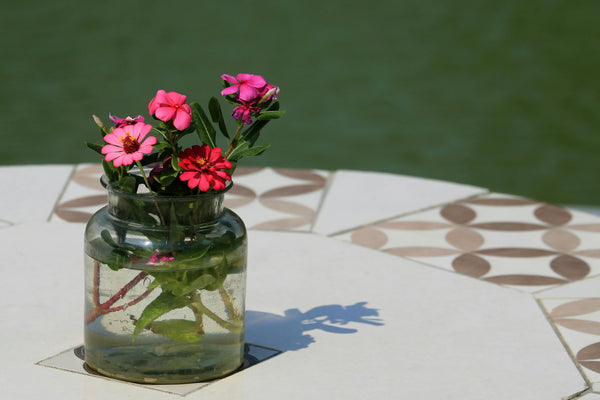 Flowers for New Beginnings: 25 Blooms That Symbolise Fresh Starts