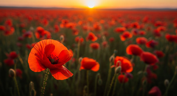 Poppy Flower Meaning: Remembrance, Rest, and the Darker History You Did Not Know