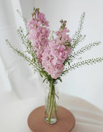 Trio Matthiola In Pink