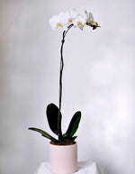 欧南兰花，华丽的装饰