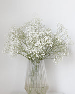 满天星（批发）