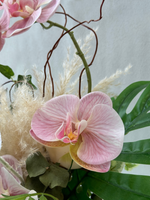 植物盛开的兰花（人造）