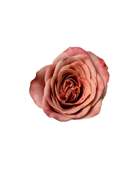 玫瑰（中国）-卡布奇诺