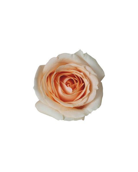 桃红葡萄酒（中国）-香槟