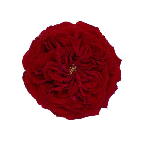 大卫·奥斯汀·泰丝