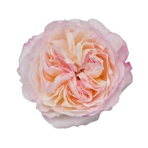 大卫·奥斯汀·凯拉