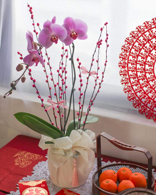 Fresh Phalaenopsis Single Stalk