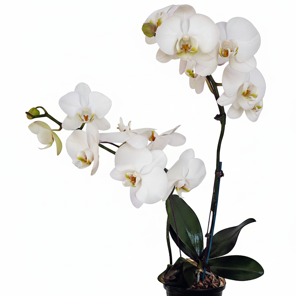 Whampoa Wonderful Wholesome Whites