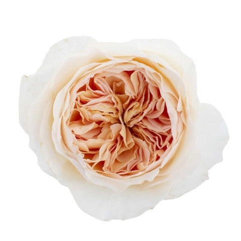 大卫·奥斯汀·朱丽叶