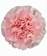 Pink carnation single stalk