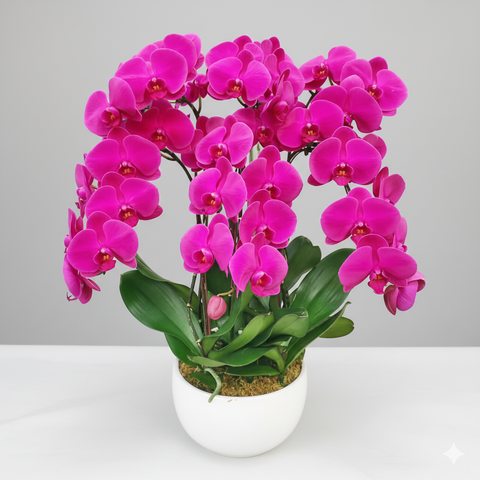 Punggol Potted Purple Perfection