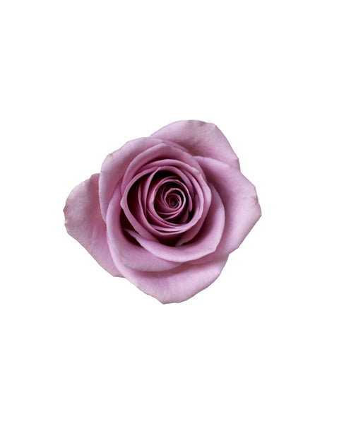 玫瑰（中国）-紫色