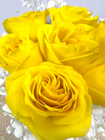 Rosy Raffles (Yellow)