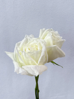 Rosy Raffles (White)