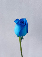 Single Rosy Raffles (Blue)