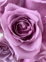 单人玫瑰色莱佛士（紫色）