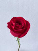 单支玫瑰色莱佛士（红色）