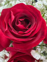 单支玫瑰色莱佛士（红色）