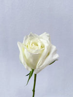 单支玫瑰色莱佛士（白色）