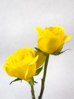 单支玫瑰色莱佛士（黄色）