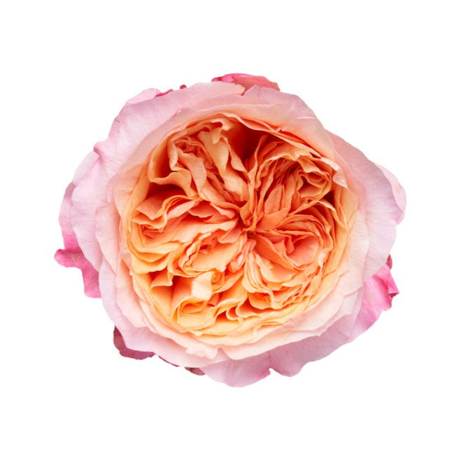 维多利亚的秘密