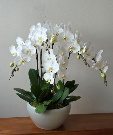 Woodleigh White Wondrous Whites