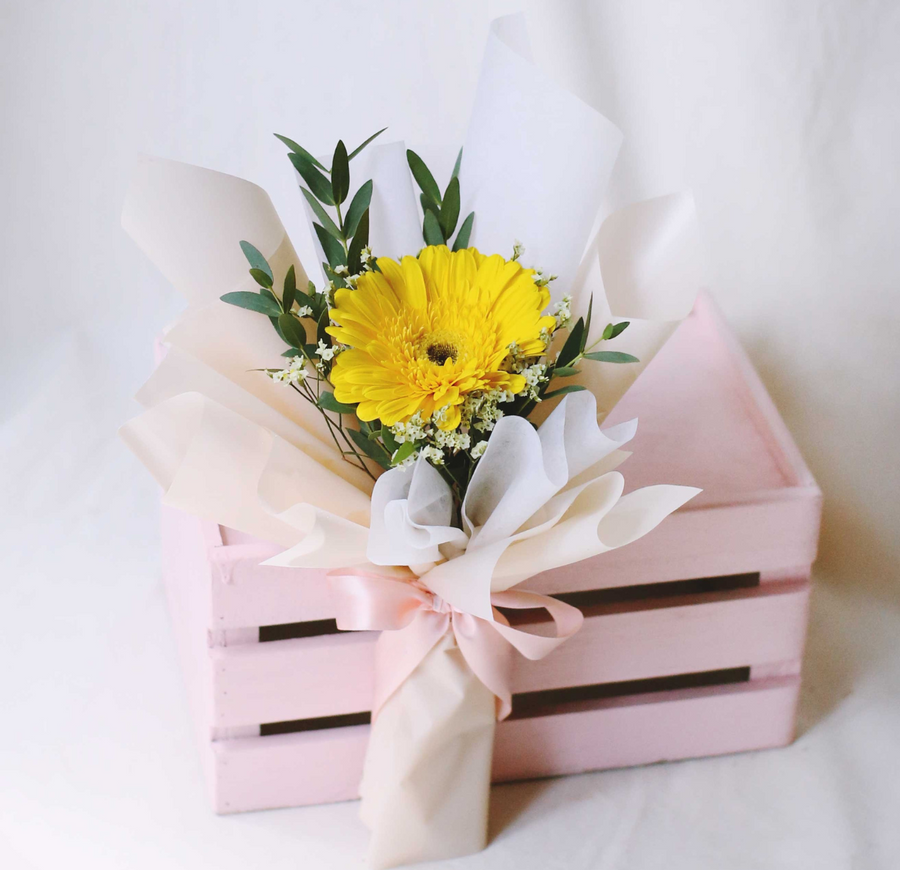 邓普西雏菊黄独奏